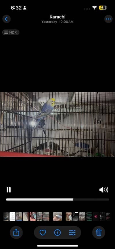 Volit Rainbow with Chicks