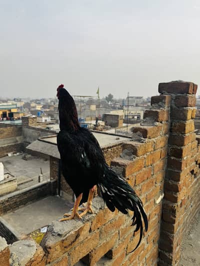 Son of kana lassani - Ahmad Aseel farm