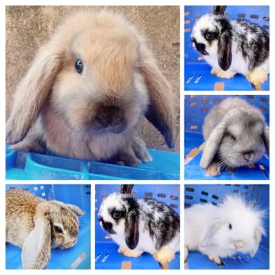 Rabbits & Bunnies Sale