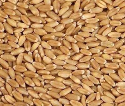 ghar ki gandum for sale