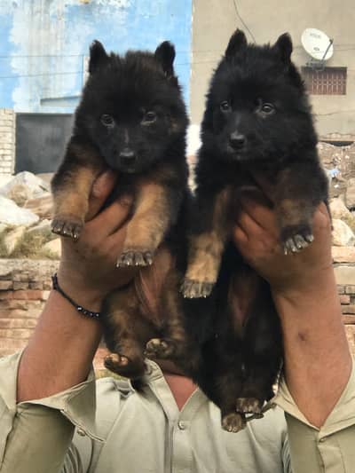 German Shepherd long coated paver available for sale