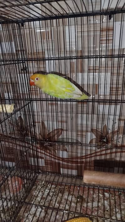 love bird breeder pair