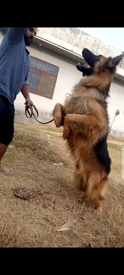 Long Coat male available for st*d