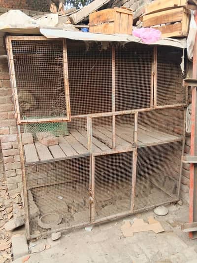 3 female 1 male for sale