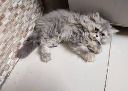 Show quality pure Persian kittens for sale (adult cats on adoption)