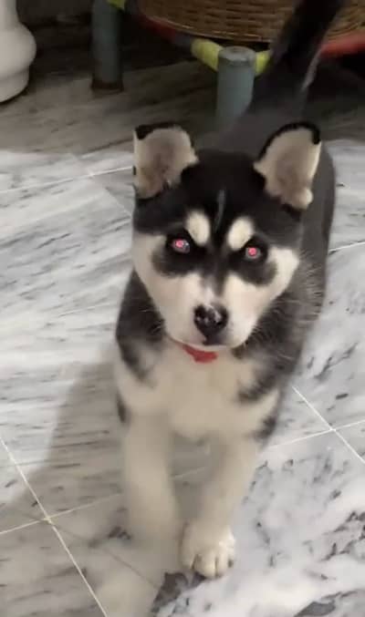 Husky Puppy