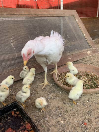 Aseel Heera chicks and female