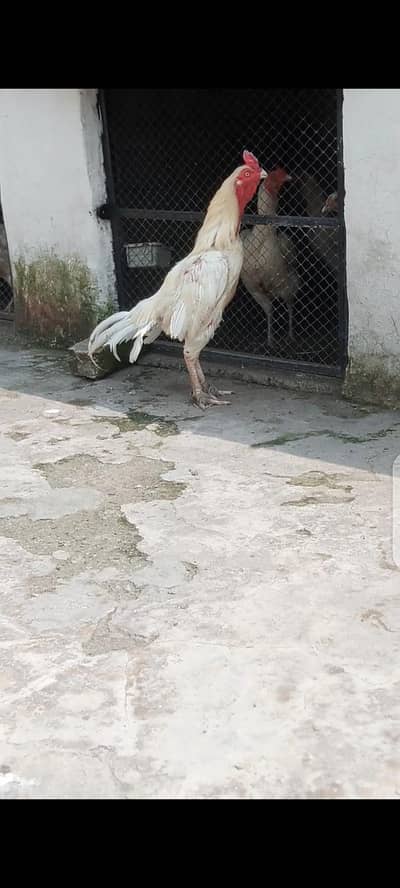 Heera breeder & Exchange possible with Heera hens only