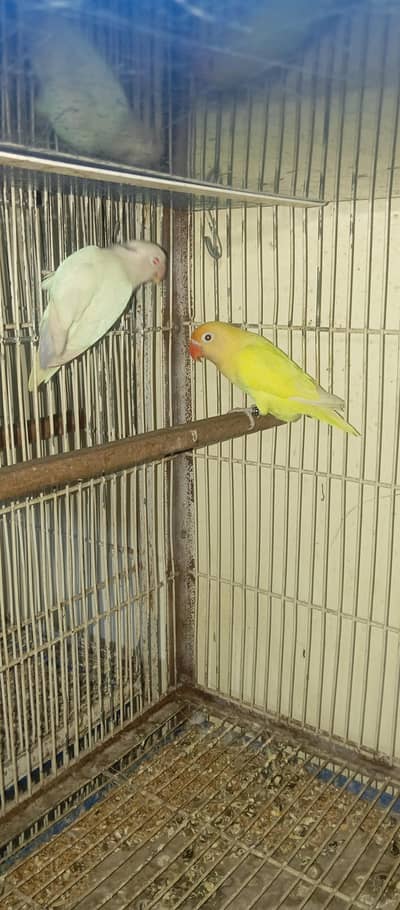 cremino/ albino red eye