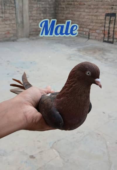 Indian Tambhrey/Surkhey