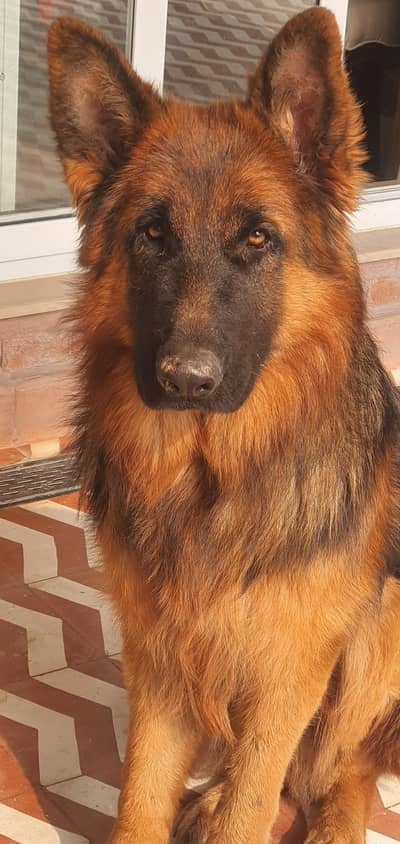 German shepherd Pair (Home Grown)