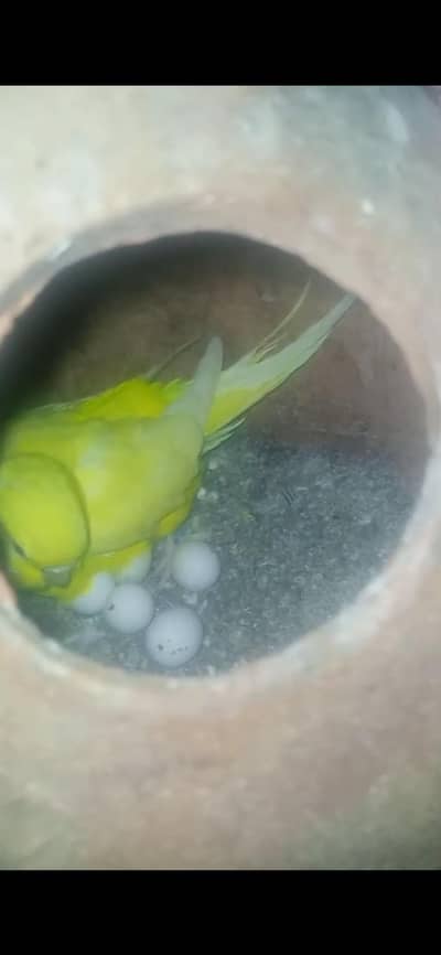 BUDGIE/ BUGRI/BAJRI Pair with Eggs