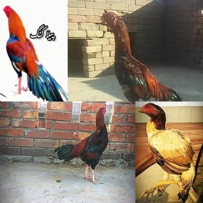 pure aseel Sindhi patha or mianwali pair or aseel reza patha