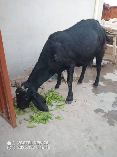 Sale of Amritsari Goat