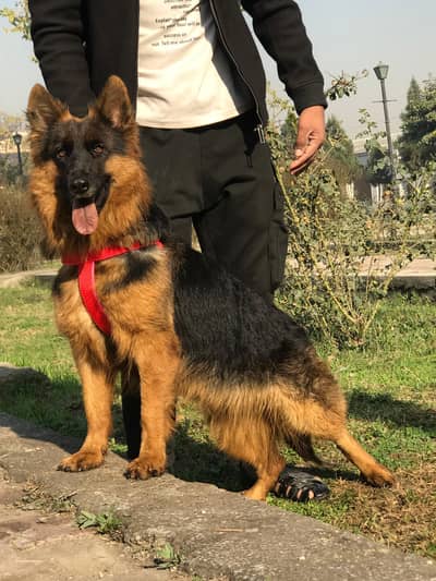 German Shepherd long coat female age 5 months for sale