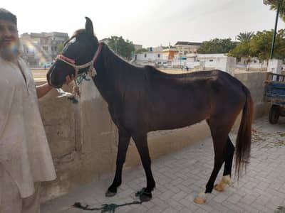 female horse for sale in Karachi 03215380376