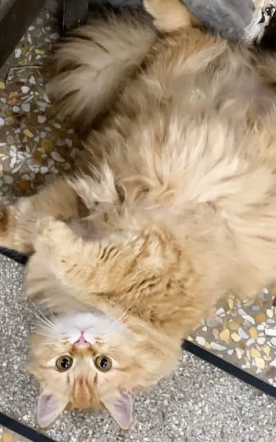 Persian triple coated Female Cat