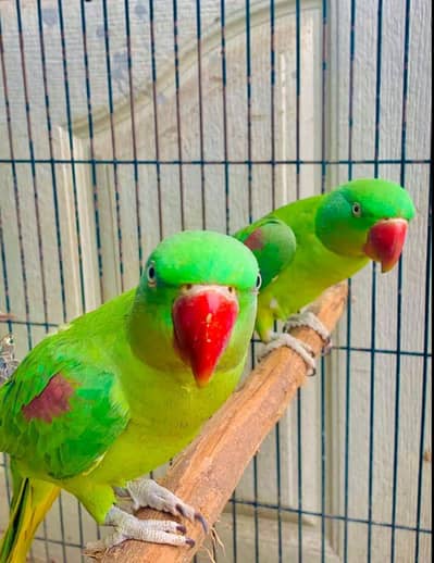 Kashmir raw paroot My WhatsApp number 0346=84.44=939for sale