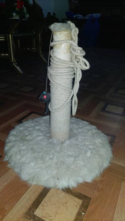 cat playing or scratching