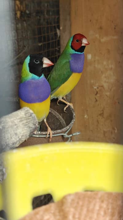 gouldian finch 100% split blue Males