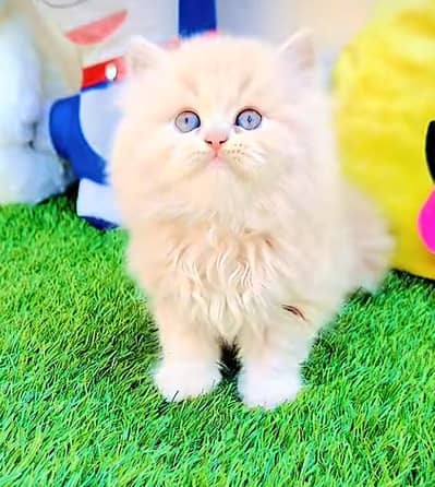 Persian cat for sale 5 face triple code vaccine mukammal 0326=6549=136