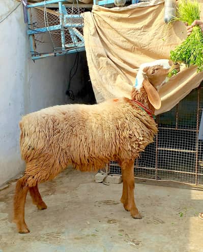 turkey  dumba  chaki wala