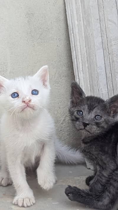 PERISON KITTEN'S FOR SALE