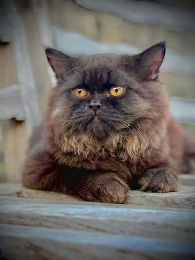 male persion cat for cross