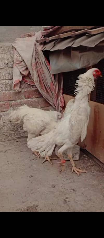 aseel white Shamo female murgi sale