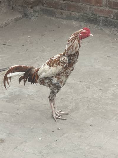 Aseel Mianwali java | male | 8 months age | high quality