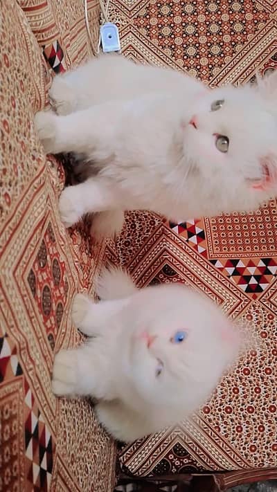 Bloodline  pair for sale