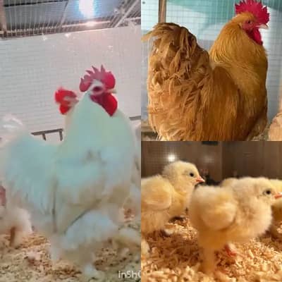 Golden & White Buff,bantam, Silkie, Australorp, Burmi