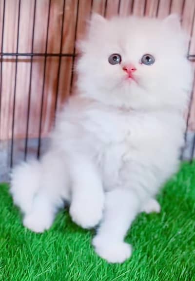 Persian cat for sale 5 face triple code vaccine mukammal 0326=6549=136