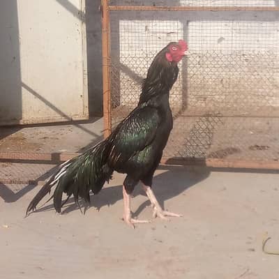 breder pair for sale