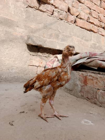 selling aseel chicks