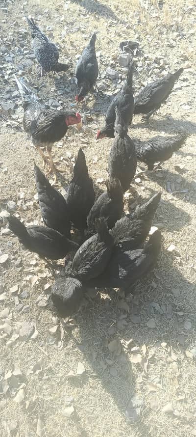 Pure Austrolop breed available for sell in kohat