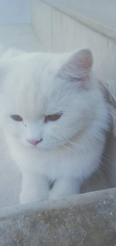 Persian cat