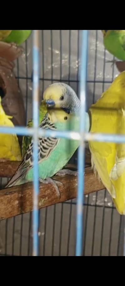 Australian Parrots  | Budgie parrot | healthy Active breeder piece