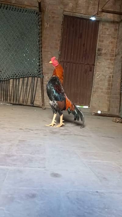 Mianwali Aseel age Confirm nhi hy