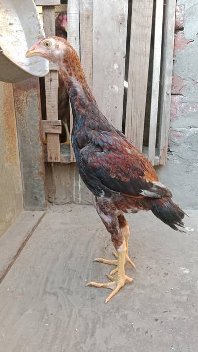 Aseel murga Nasl jawa