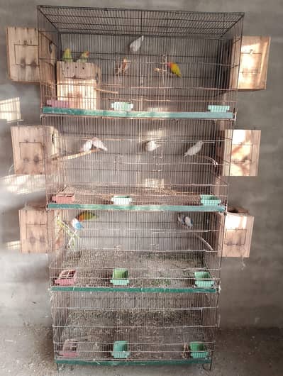 Cages and love birds for sale