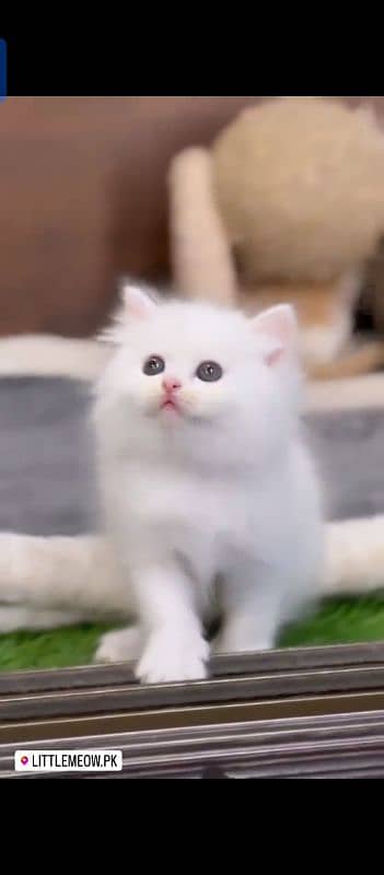 Persian cat for sale male female vaccine career 0340=14=20=834=