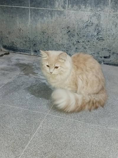 Persian Cat for Sale