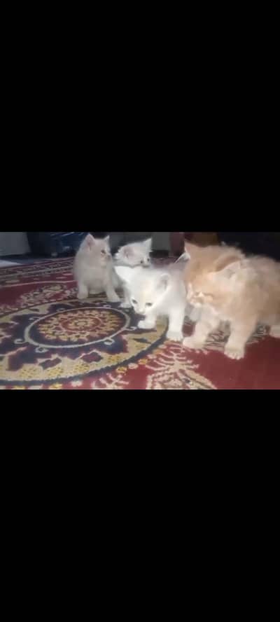 Persian Cate For Sale
