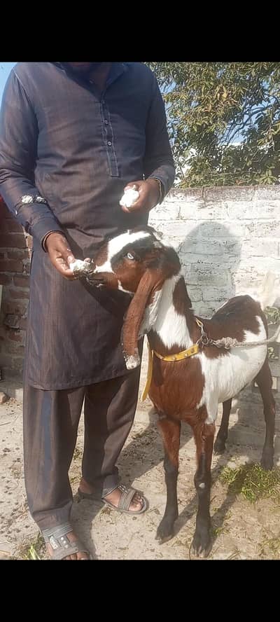 both achi path ha bikul healthy ha