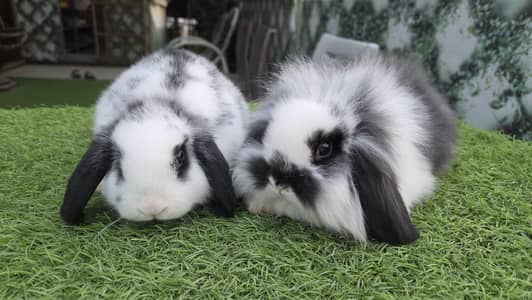 Holland Lop Imported Rabbits