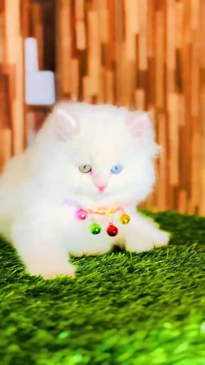 cat beautiful information my WhatsApp 0325======8723=======897