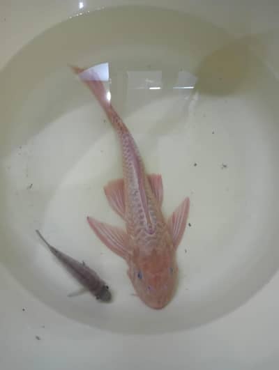 Albino bristlenose pleco for sale
