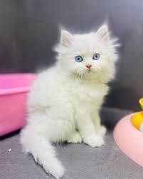 Persian kitten
