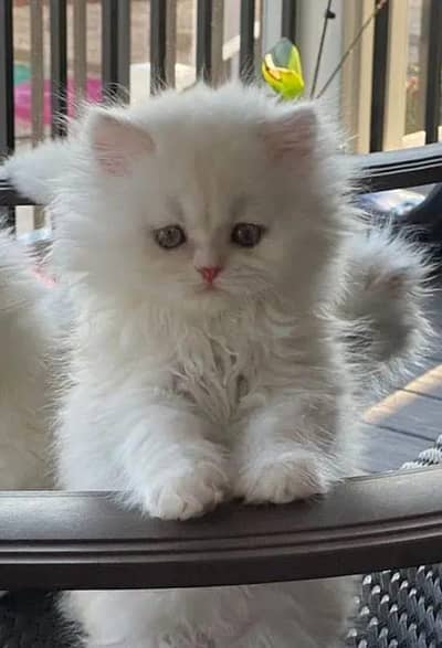 Persian cat 2 month age My WhatsApp number 0346=84=44=939for sale